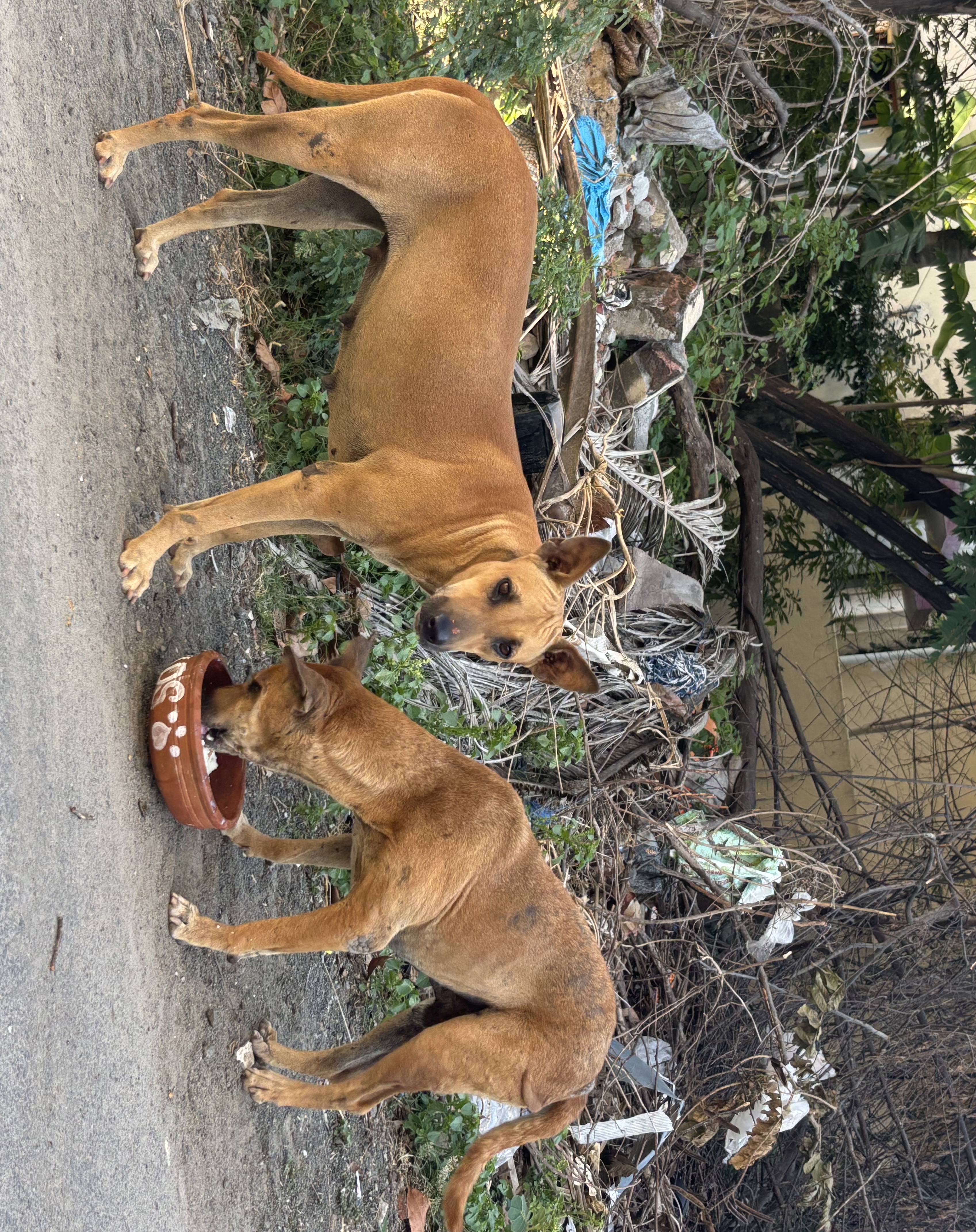 Stray Dogs in India